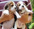 beagle,puppy,dogshow,beaglepuppy,
beaglethailand,аёљаёа№ЂаёЃаёґа№аёҐ,аёЄаёІаёўаёћаёаёаёаёёа№Њаёљаёа№ЂаёЃаёґа№аёҐ,аёҐаё№аёЃаёљаёа№ЂаёЃаёґа№аёҐ,аёЂаёІаёа№ЂаёІаёљаёа№ЂаёЃаёґа№аёҐ,javabeagle,dog,breeding,dogforsale,dogavilable