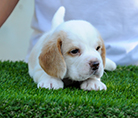 beagle,puppy,dogshow,beaglepuppy,
beaglethailand,аёљаёа№ЂаёЃаёґа№аёҐ,аёЄаёІаёўаёћаёаёаёаёёа№Њаёљаёа№ЂаёЃаёґа№аёҐ,аёҐаё№аёЃаёљаёа№ЂаёЃаёґа№аёҐ,аёЂаёІаёа№ЂаёІаёљаёа№ЂаёЃаёґа№аёҐ,javabeagle,dog,breeding,dogforsale,dogavilable