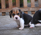 beagle,puppy,dogshow,beaglepuppy,
beaglethailand,аёљаёа№ЂаёЃаёґа№аёҐ,аёЄаёІаёўаёћаёаёаёаёёа№Њаёљаёа№ЂаёЃаёґа№аёҐ,аёҐаё№аёЃаёљаёа№ЂаёЃаёґа№аёҐ,аёЂаёІаёа№ЂаёІаёљаёа№ЂаёЃаёґа№аёҐ,javabeagle,dog,breeding,dogforsale,dogavilable