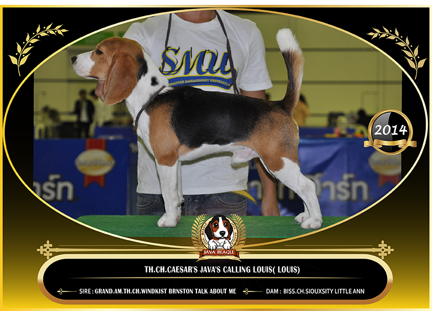 beagle,puppy,dogshow,beaglepuppy,
beaglethailand,บีเกิ้ล,สายพันธุ์บีเกิ้ล,ลูกบีเกิ้ล,จาว่าบีเกิ้ล,javabeagle,dog,breeding,dogforsale,dogavilable,beaglechampion