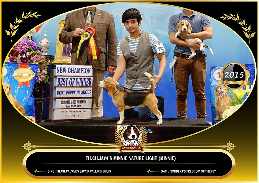 beagle,puppy,dogshow,beaglepuppy,
beaglethailand,บีเกิ้ล,สายพันธุ์บีเกิ้ล,ลูกบีเกิ้ล,จาว่าบีเกิ้ล,javabeagle,dog,breeding,dogforsale,dogavilable,beaglechampion