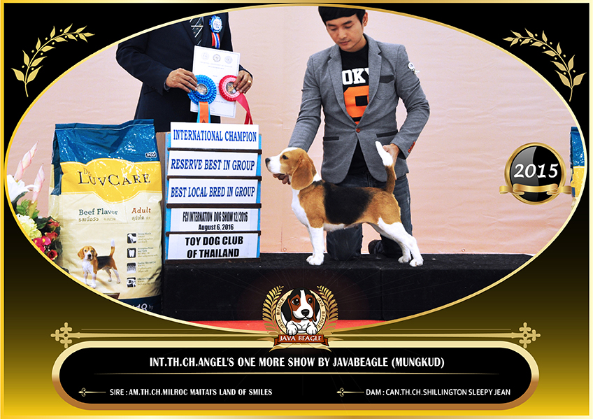 beagle,puppy,dogshow,beaglepuppy,
beaglethailand,บีเกิ้ล,สายพันธุ์บีเกิ้ล,ลูกบีเกิ้ล,จาว่าบีเกิ้ล,javabeagle,dog,breeding,dogforsale,dogavilable,beaglechampion