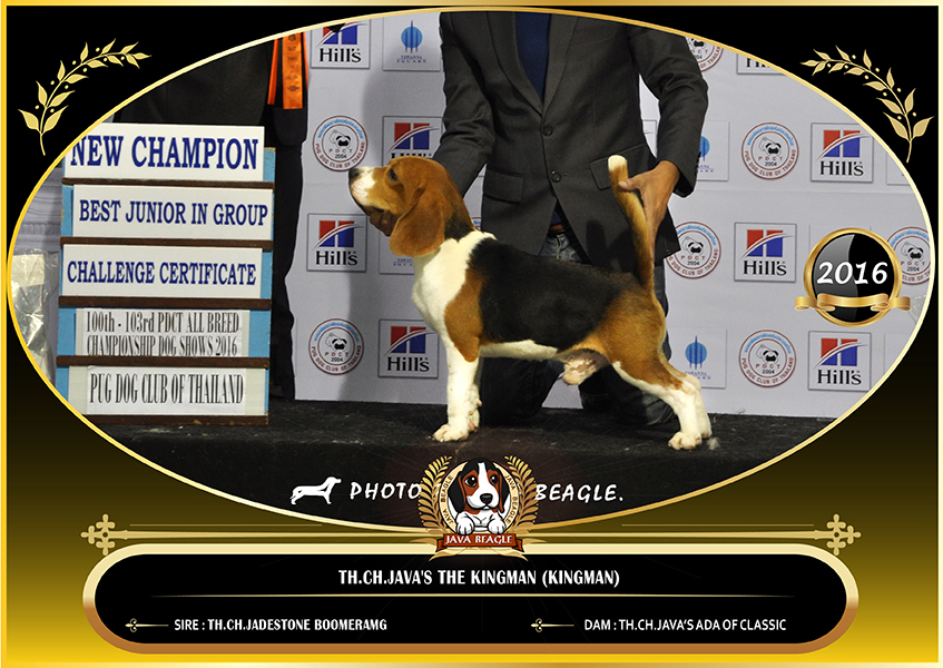 beagle,puppy,dogshow,beaglepuppy,
beaglethailand,บีเกิ้ล,สายพันธุ์บีเกิ้ล,ลูกบีเกิ้ล,จาว่าบีเกิ้ล,javabeagle,dog,breeding,dogforsale,dogavilable,beaglechampion