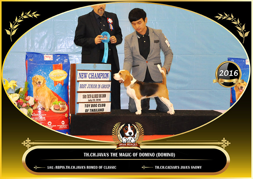 beagle,puppy,dogshow,beaglepuppy,
beaglethailand,บีเกิ้ล,สายพันธุ์บีเกิ้ล,ลูกบีเกิ้ล,จาว่าบีเกิ้ล,javabeagle,dog,breeding,dogforsale,dogavilable,beaglechampion