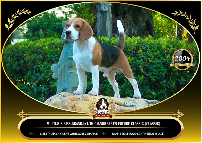 beagle,puppy,dogshow,beaglepuppy,
beaglethailand,บีเกิ้ล,สายพันธุ์บีเกิ้ล,ลูกบีเกิ้ล,จาว่าบีเกิ้ล,javabeagle,dog,breeding,dogforsale,dogavilable,beaglechampions