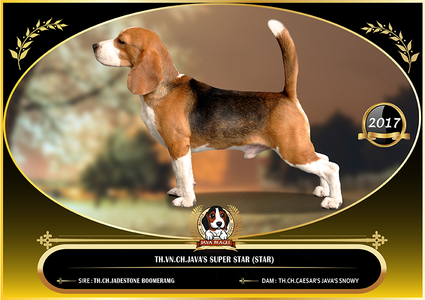 beagle,puppy,dogshow,beaglepuppy,
beaglethailand,บีเกิ้ล,สายพันธุ์บีเกิ้ล,ลูกบีเกิ้ล,จาว่าบีเกิ้ล,javabeagle,dog,breeding,dogforsale,dogavilable,beaglechampion