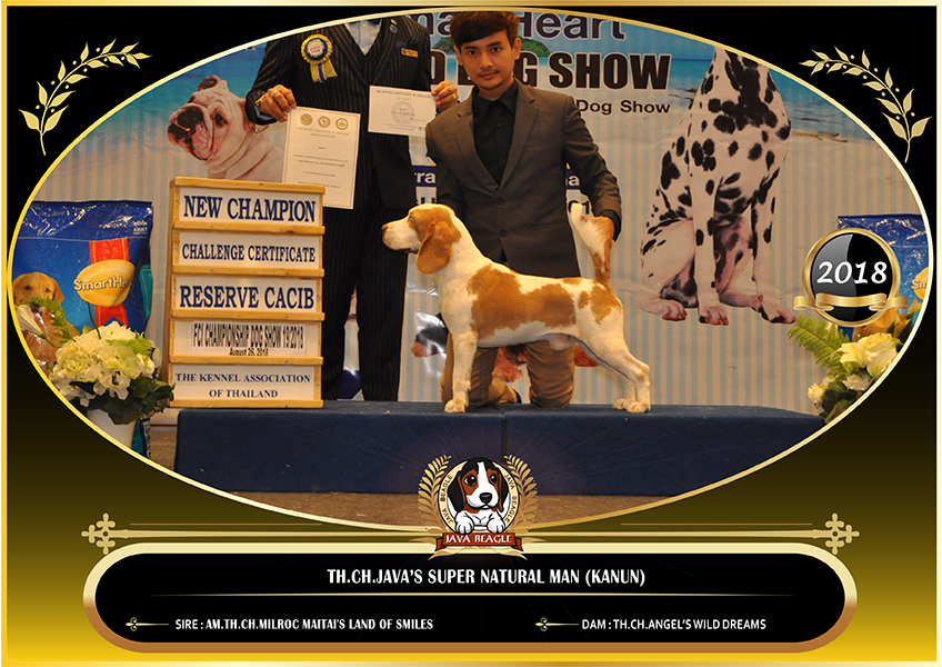 beagle,puppy,dogshow,beaglepuppy,
beaglethailand,บีเกิ้ล,สายพันธุ์บีเกิ้ล,ลูกบีเกิ้ล,จาว่าบีเกิ้ล,javabeagle,dog,breeding,dogforsale,dogavilable,beaglechampion