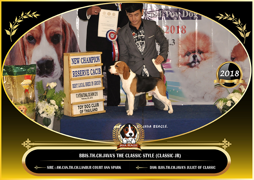 beagle,puppy,dogshow,beaglepuppy,
beaglethailand,บีเกิ้ล,สายพันธุ์บีเกิ้ล,ลูกบีเกิ้ล,จาว่าบีเกิ้ล,javabeagle,dog,breeding,dogforsale,dogavilable,beaglechampion