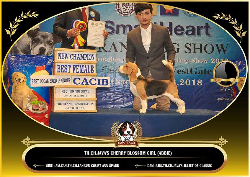 beagle,puppy,dogshow,beaglepuppy,
beaglethailand,บีเกิ้ล,สายพันธุ์บีเกิ้ล,ลูกบีเกิ้ล,จาว่าบีเกิ้ล,javabeagle,dog,breeding,dogforsale,dogavilable,beaglechampion