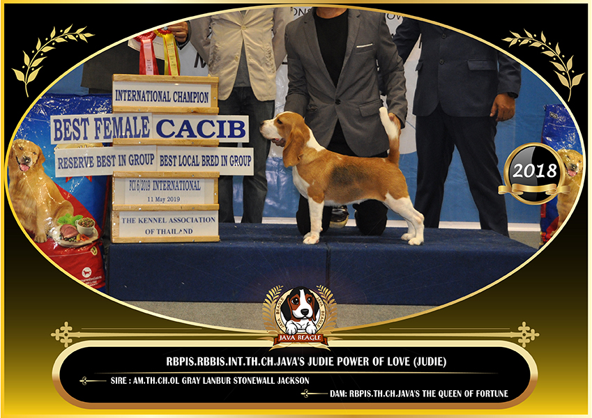 beagle,puppy,dogshow,beaglepuppy,
beaglethailand,บีเกิ้ล,สายพันธุ์บีเกิ้ล,ลูกบีเกิ้ล,จาว่าบีเกิ้ล,javabeagle,dog,breeding,dogforsale,dogavilable,beaglechampion