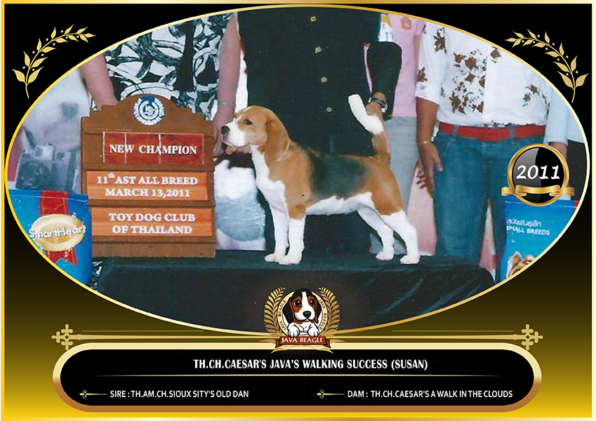 beagle,puppy,dogshow,beaglepuppy,
beaglethailand,บีเกิ้ล,สายพันธุ์บีเกิ้ล,ลูกบีเกิ้ล,จาว่าบีเกิ้ล,javabeagle,dog,breeding,dogforsale,dogavilable,beaglechampion