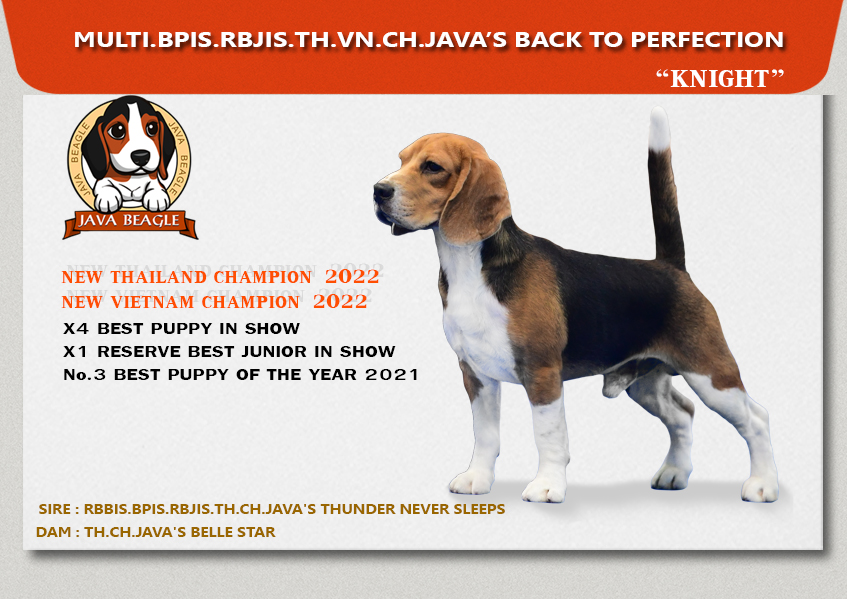 beagle,puppy,dogshow,beaglepuppy,
beaglethailand,บีเกิ้ล,สายพันธุ์บีเกิ้ล,ลูกบีเกิ้ล,จาว่าบีเกิ้ล,javabeagle,dog,breeding,dogforsale,dogavilable,beaglechampion