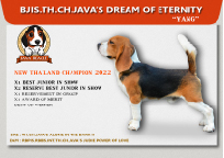 beagle,puppy,dogshow,beaglepuppy,
beaglethailand,บีเกิ้ล,สายพันธุ์บีเกิ้ล,ลูกบีเกิ้ล,จาว่าบีเกิ้ล,javabeagle,dog,breeding,dogforsale,dogavilable,beaglechampion