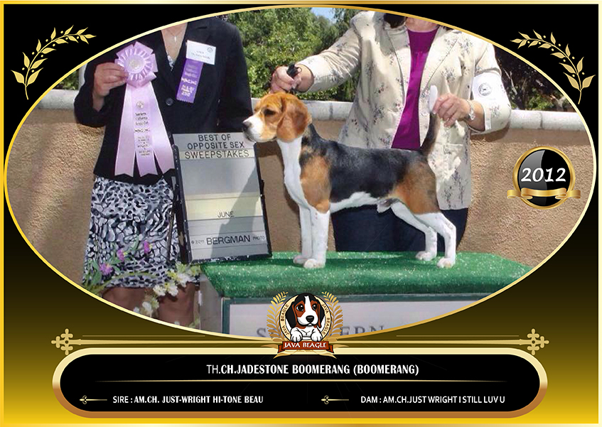 beagle,puppy,dogshow,beaglepuppy,
beaglethailand,บีเกิ้ล,สายพันธุ์บีเกิ้ล,ลูกบีเกิ้ล,จาว่าบีเกิ้ล,javabeagle,dog,breeding,dogforsale,dogavilable,beaglechampion