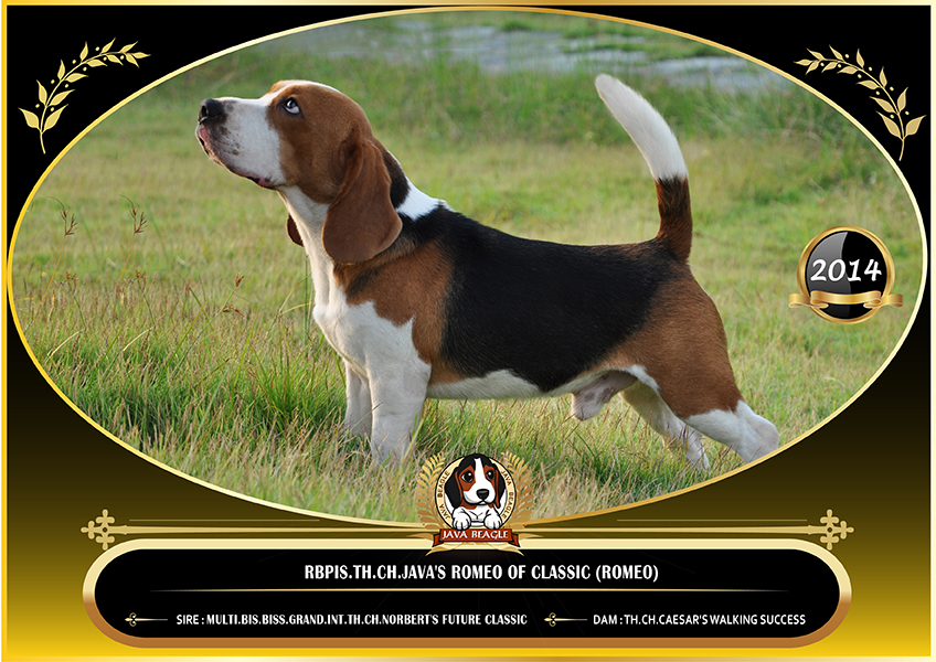 beagle,puppy,dogshow,beaglepuppy,
beaglethailand,บีเกิ้ล,สายพันธุ์บีเกิ้ล,ลูกบีเกิ้ล,จาว่าบีเกิ้ล,javabeagle,dog,breeding,dogforsale,dogavilable,beaglechampion