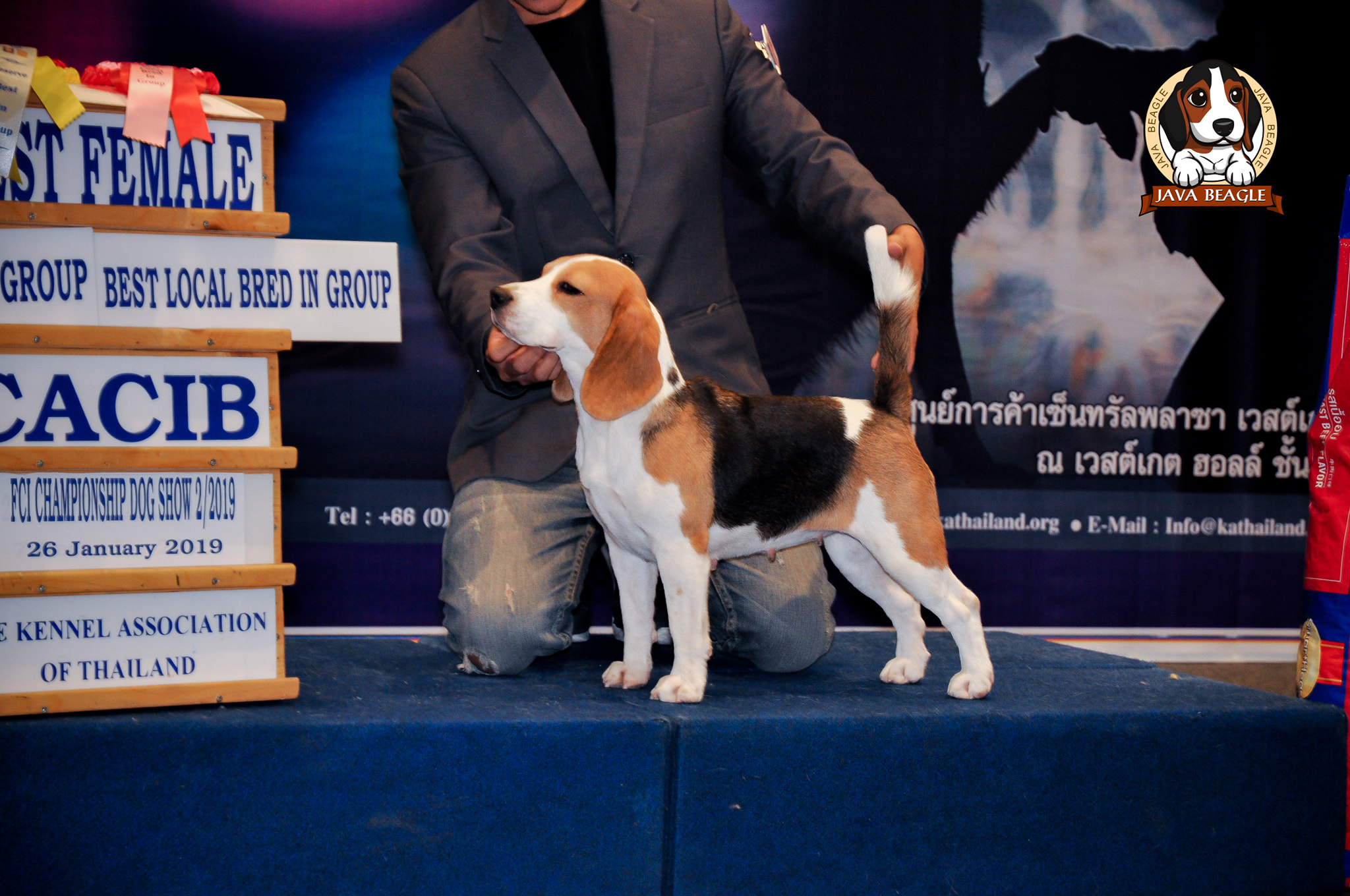 beagle,puppy,dogshow,beaglepuppy,
beaglethailand,บีเกิ้ล,สายพันธุ์บีเกิ้ล,ลูกบีเกิ้ล,จาว่าบีเกิ้ล,javabeagle,dog,breeding,dogforsale,dogavilable,beaglechampion